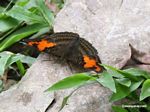 Unknown butterfly with light and dark brown patterned wings and orange on the upper wing