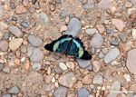 Panacea prola butterfly; wings open