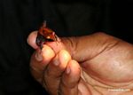 Smokey jungle frog (Leptodactylus pentadactylus)