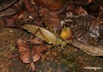 Greenish-brown katydid