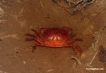Red rainforest crab