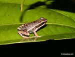 Unknown small frog (Epipedobates hahneli  ?) [manu-Manu_1023_2514]