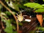 Yellow and red spider in web