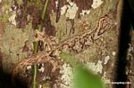 Turniptail Gecko or Turnip-tailed Gecko (Thecadactylus rapicauda) on tree trunk in Peru
