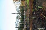 Slash-and-burn agriculture in the rain forest