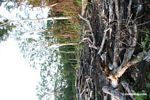 Slash-and-burned section of rain forest