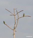 Blue-headed parrots (Pionus menstruus) in tree