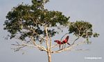 Pair of red-and-green macaws fighting in a tree as parrots watch