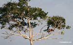 Pair of red-and-green macaws squabble in a tree