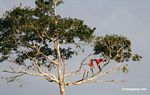 Red-and-green macaws
