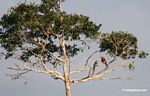 Red-and-green macaws [manu-Manu_1024_2599]