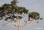 Red-and-green macaws [manu-Manu_1024_2600]