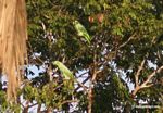Yellow-crowned parrots (Amazona ochrocephala) in tree