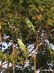 Yellow-crowned parrots (Amazona ochrocephala) in tree [manu-Manu_1024_2603]
