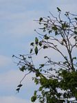 Yellow-crowned parrots (Amazona ochrocephala) in tree [manu-Manu_1024_2609]