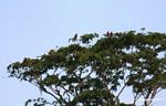 Red-and-green macaws [manu-Manu_1024_2636]