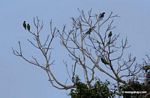 Blue-headed parrots (Pionus menstruus) in tree