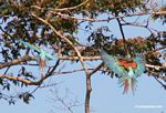 Red-and-green macaws [manu-Manu_1024_2642a]