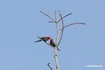 Red-and-green macaws [manu-Manu_1024_2646]