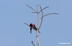Red-and-green macaws [manu-Manu_1024_2647]