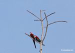 Red-and-green macaws [manu-Manu_1024_2648]
