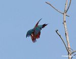 Red-and-green macaws (Ara chloroptera) in flight