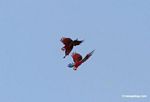 Red-and-green macaws (Ara chloroptera) in flight [manu-Manu_1024_2650]