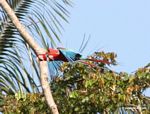Red-and-green macaws [manu-Manu_1024_2652a]