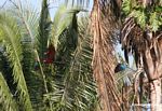 Red-and-green macaws [manu-Manu_1024_2655a]
