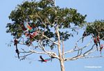 Red-and-green macaws (Ara chloroptera) in tree