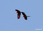 Red-and-green macaws (Ara chloroptera) in flight [manu-Manu_1024_2688]