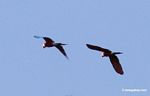 Red-and-green macaws (Ara chloroptera) in flight [manu-Manu_1024_2689]