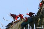 Red-and-green macaws (Ara chloroptera) in palm tree