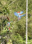 Red-and-green macaws (Ara chloroptera) [manu-Manu_1024_2736]