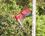 Red-and-green macaws (Ara chloroptera) [manu-Manu_1024_2753a]