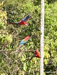 Red-and-green macaws (Ara chloroptera) [manu-Manu_1024_2754]