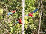 Red-and-green macaws (Ara chloroptera) [manu-Manu_1024_2755]