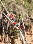 Red-and-green macaws (Ara chloroptera) [manu-Manu_1024_2769]