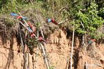 Red-and-green macaws (Ara chloroptera) [manu-Manu_1024_2773]