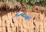 Red-and-green macaws (Ara chloroptera) [manu-Manu_1024_2777A]