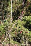 Red-and-green macaws (Ara chloroptera) [manu-Manu_1024_2780]