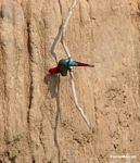 Red-and-green macaws (Ara chloroptera) [manu-Manu_1024_2784a]