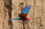 Red-and-green macaws (Ara chloroptera) [manu-Manu_1024_2785a]