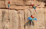 Red-and-green macaws (Ara chloroptera) [manu-Manu_1024_2787a]