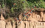 Several red-and-green macaws (Ara chloroptera) perched on a branch