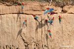 Red-and-green macaws (Ara chloroptera) [manu-Manu_1024_2798]