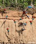 Red-and-green macaws (Ara chloroptera) [manu-Manu_1024_2800a]