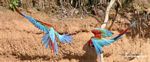 Red-and-green macaws (Ara chloroptera) [manu-Manu_1024_2801a]