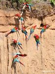Red-and-green macaws (Ara chloroptera) [manu-Manu_1024_2803a]