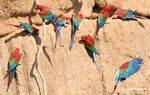 Red-and-green macaws (Ara chloroptera) [manu-Manu_1024_2810a]